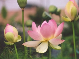 Nhiều lý do để chọn hoa sen là Quốc hoa Việt Nam