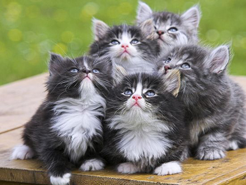 Tải trọn bộ hình nền mèo con ngộ nghĩnh Tải trọn bộ hình nền mèo con ngộ nghĩnh