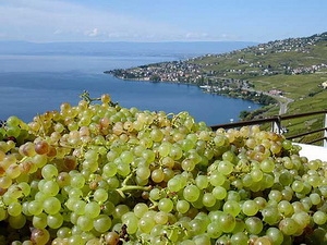 Lavaux - Chốn thiên đường của rượu nho Thụy Sĩ