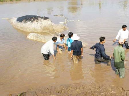 Xôn xao tin đồn thất thiệt cá Ông chết hàng loạt báo hiệu ngày tận thế