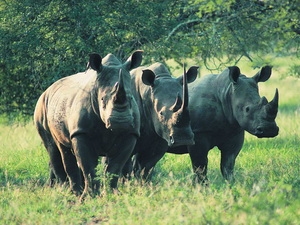 Nam Phi tiêm thuốc vào sừng tê giác để chống săn bắn 