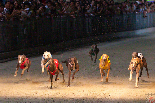 Hơn 300 triệu đồng tiền thưởng tại Cúp đua chó 2013