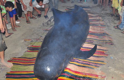 Xác cá voi dài gần 13 mét trôi dạt vào bờ