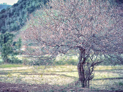 Hoa mơ ở Mộc Châu