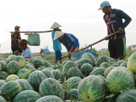 'Ăn' hàng Việt và... 'yêu' hàng Việt