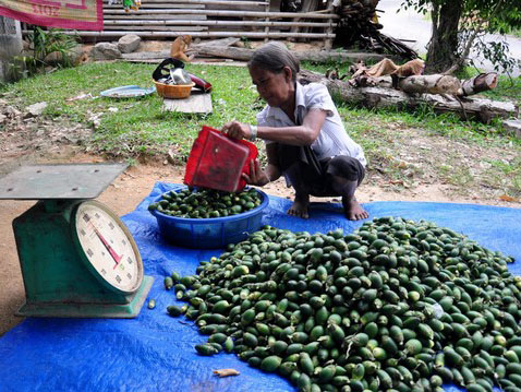 Thương lái ồ ạt thu mua trái cau non tại Tiền Giang