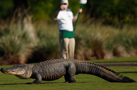 VIDEO: 10 sự cố hài hước ở các giải golf PGA Tour