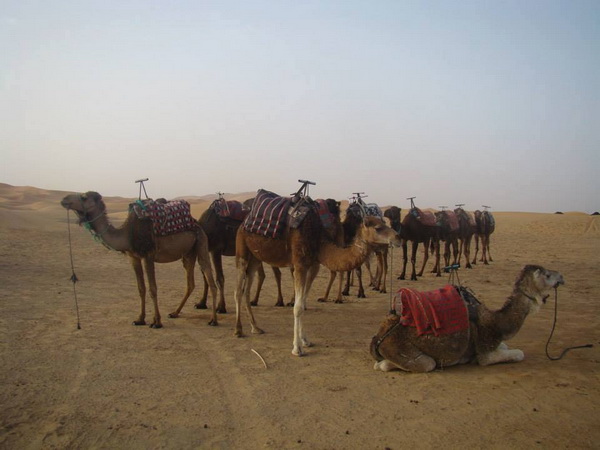 Chùm ảnh du lịch: Cưỡi lạc đà trên sa mạc Sahara