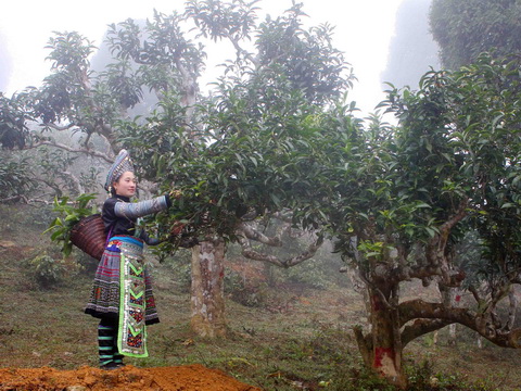 400 cây chè Shan cổ thụ Suối Giàng trở thành Cây di sản Việt Nam