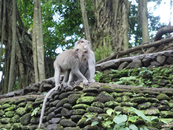  'Rừng khỉ thiêng' ở Bali
