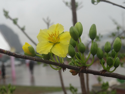 Chùm ảnh: Chiêm ngưỡng mai vàng vùng non thiêng Yên Tử