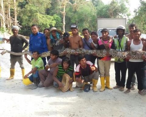 VIDEO: Phát hiện con trăn dài nhất thế giới ở Malaysia