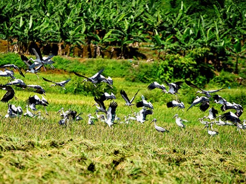 Chim lạ xuất hiện ở Bát Xát - Lào Cai là Cò Nhạn có nguy cơ tuyệt chủng 