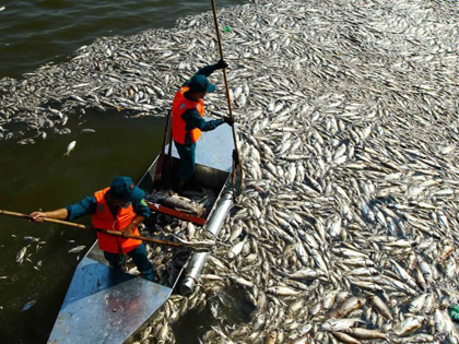 Vụ cá chết Hồ Tây: Công an vào cuộc điều tra nguyên nhân