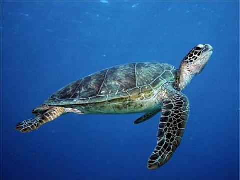 Thả hơn 900 rùa con về biển Vườn quốc gia Núi Chúa