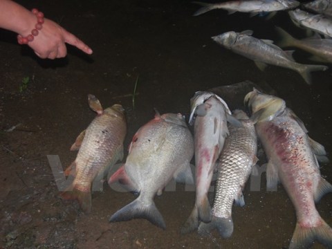 Cá chết hàng loạt ở hồ ở Hà Nội do ô nhiễm và thời tiết 