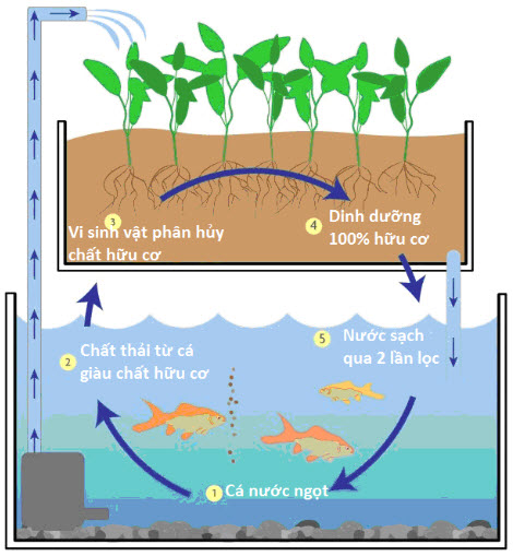 Mô hình nuôi trồng thủy sản kết hợp thủy canh  Sạch Aquaponics