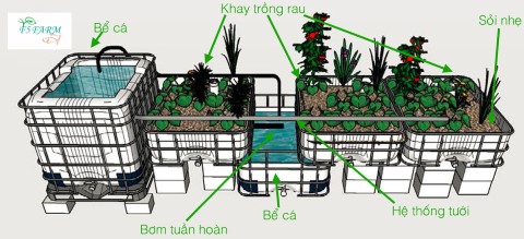 Mô hình Aquaponics là gì Vườn tại nhà