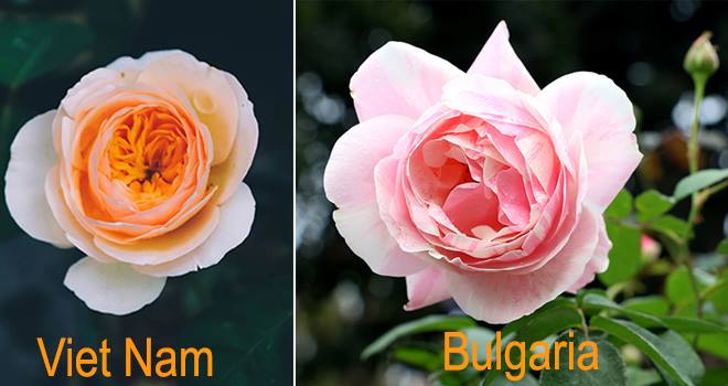 Hoa hồng Bulgari, hồng cổ Việt Nam, hoa nào đẹp hơn?