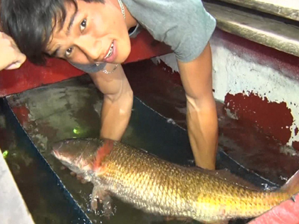 VIDEO: Ngư dân Nghệ An bắt được cá sủ vàng quý hiếm 