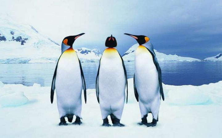 Công việc kỳ lạ ở vùng đất lạnh nhất thế giới: Đếm chim cánh cụt mỗi ngày nhưng phải vượt qua 6.000 ứng viên mới được chọn, thù lao tới 2.300 USD/tháng - Ảnh 2.