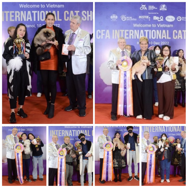 Cuộc thi sắc đẹp mèo quốc tế CFA lần đầu diễn ra tại Hà Nội - Ảnh 3.