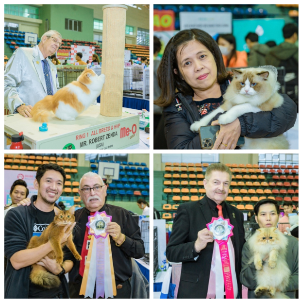 Cuộc thi sắc đẹp mèo quốc tế CFA lần đầu diễn ra tại Hà Nội - Ảnh 4.