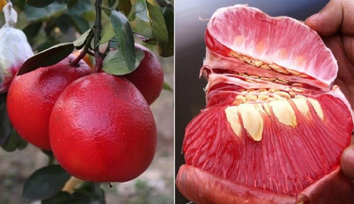 Bưởi Luận Văn - Đặc sản Thanh Hóa xưa chỉ dùng để tiến vua được &quot;săn lùng&quot; về biếu Tết - Ảnh 1.