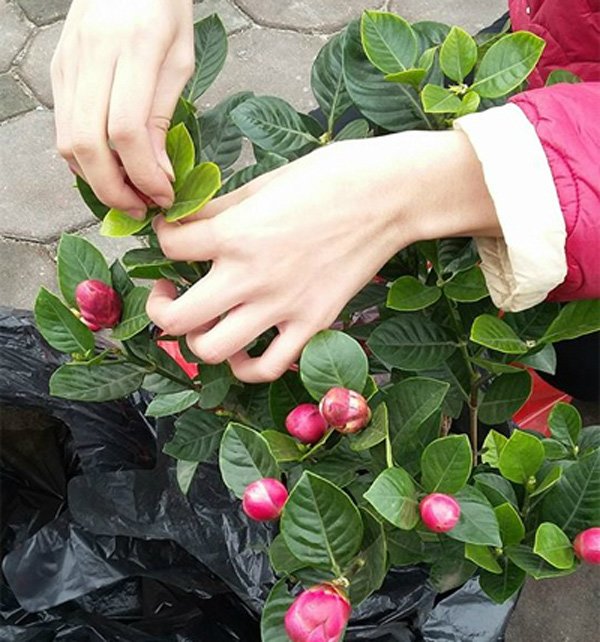 1001 chuyện tréo ngoe khi mua cây cảnh chơi Tết: táo bonsai nở ra hoa dâm bụt, quả sung được gắn keo 502 - Ảnh 1.