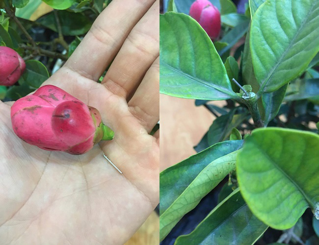 Hí hửng mua cây cảnh chưng Tết, nhiều người nhận cú lừa: táo bonsai nở ra hoa râm bụt, sung trĩu quả gắn bằng keo 502 - Ảnh 2.
