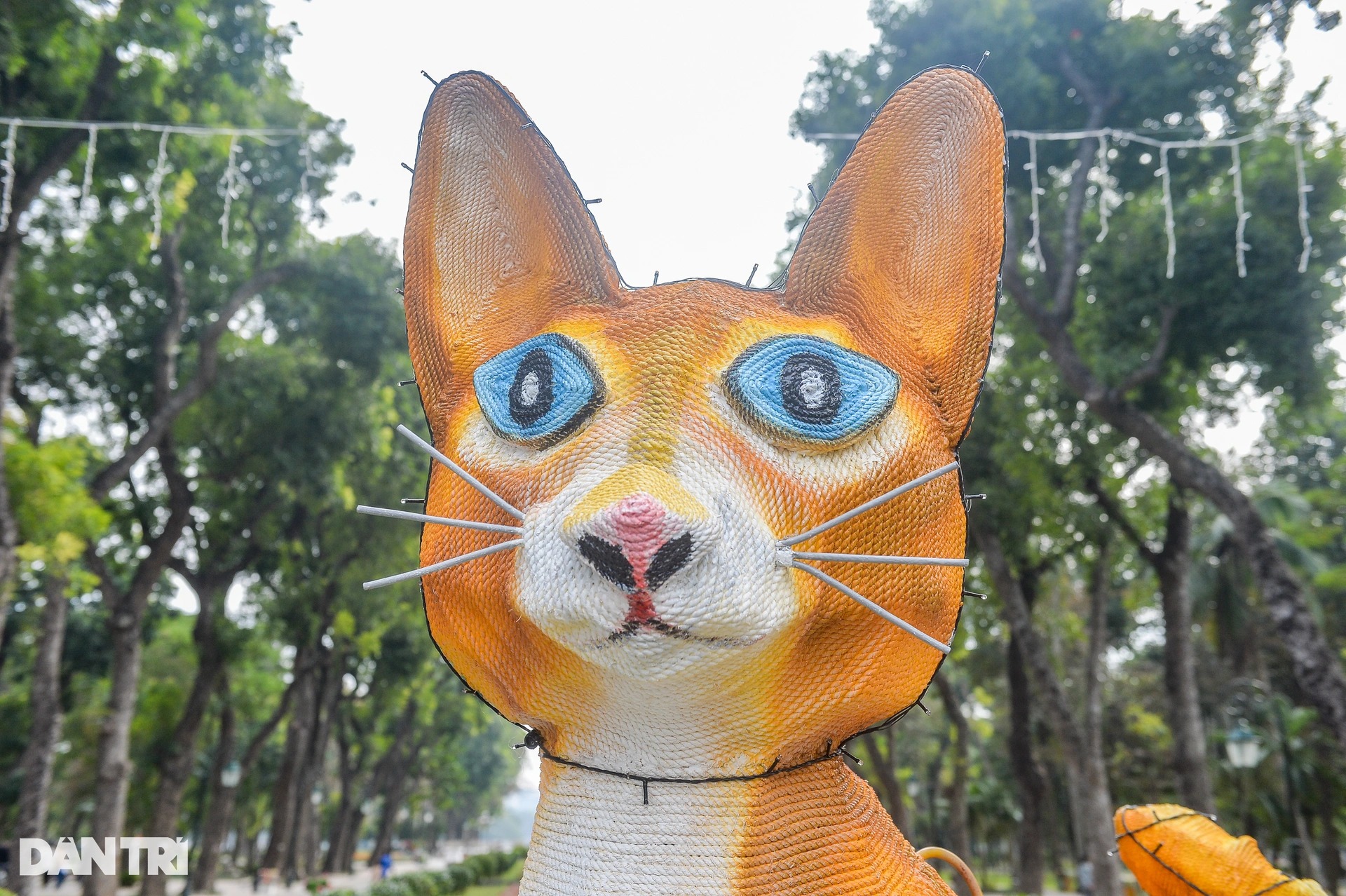 Những ảnh con mèo kì lạ thú vị và bí ẩn không ngờ