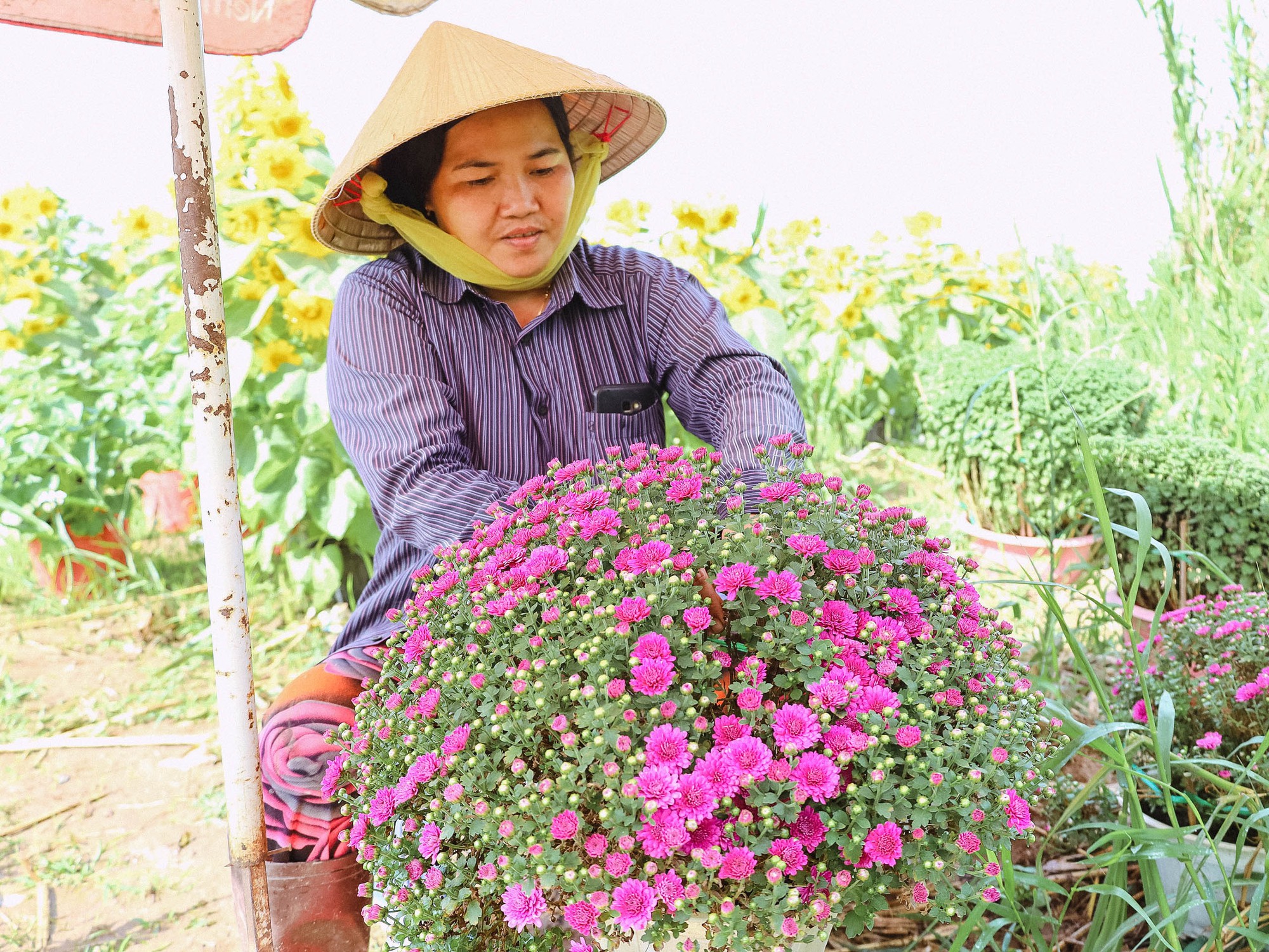 Thức thời mùa Tết: Nhờ phong tục trưng hoa chơi Tết của người Việt mà nhiều người khấm khá đón năm mới từ nghề &quot;lặt nụ, ngắt ngọn hoa&quot; - Ảnh 4.