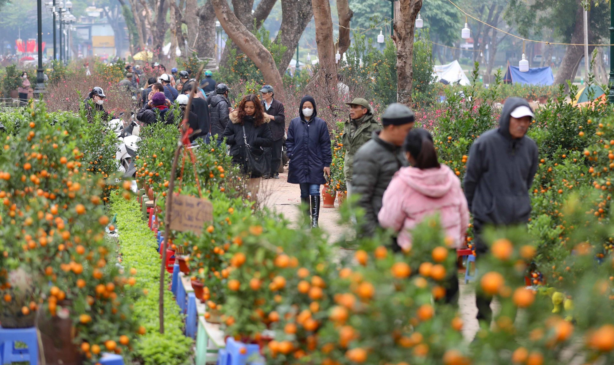 Hình ảnh chợ hoa Công viên Thống Nhất nhộn nhịp giáp Tết  - Ảnh 7.