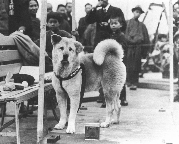 Sắc màu cuộc sống: Hồi ức xúc động về chú chó Hachiko dịp kỷ niệm 100 tuổi - Ảnh 1.
