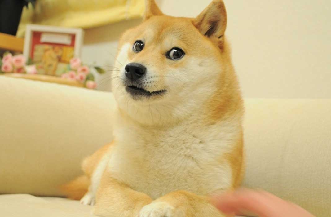 kabosu-dogecoin-meme-NFT