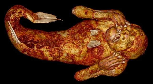 Danh tính bất ngờ của xác ướp 'nàng tiên cá' 300 năm tuổi ở Nhật Bản vừa được tiết lộ - Ảnh 2.