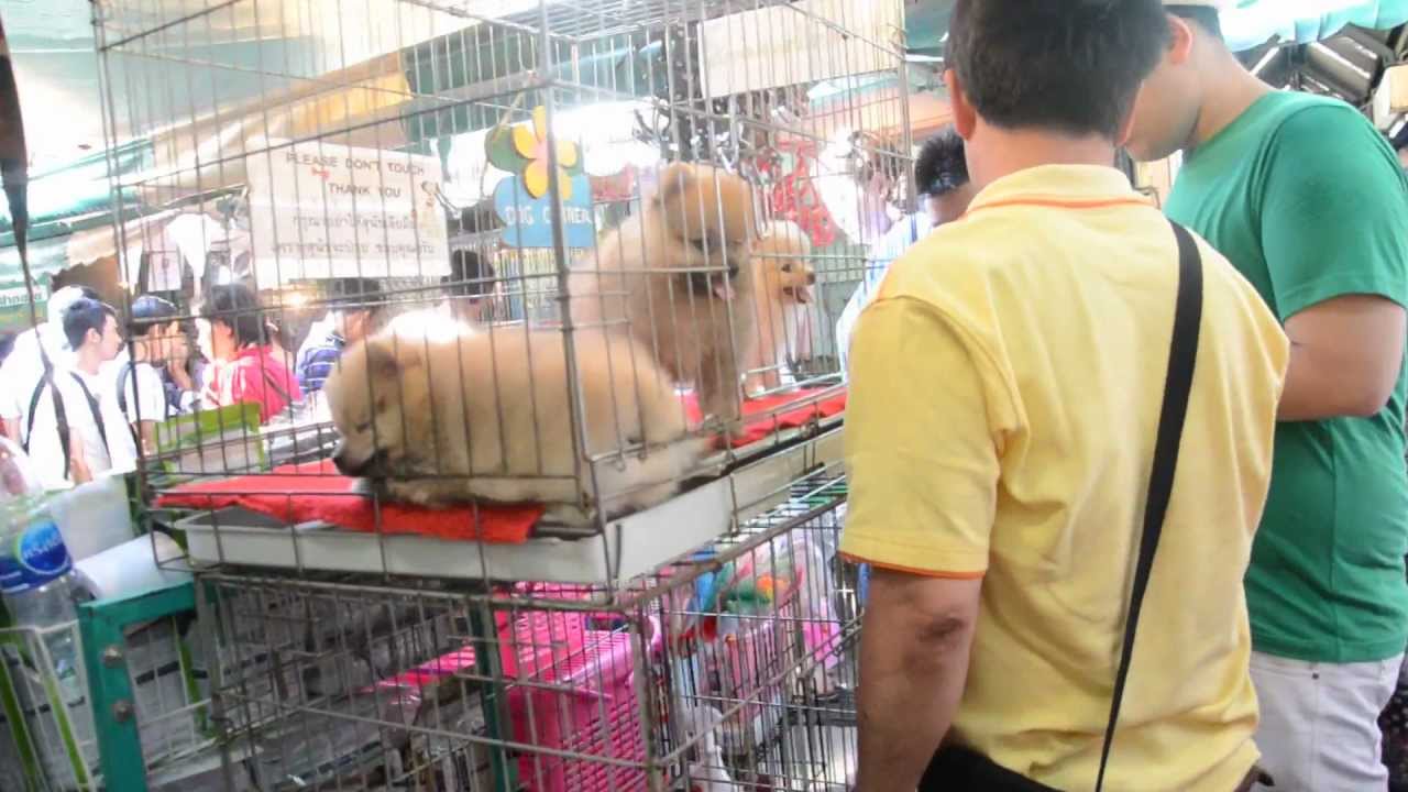 Cô nàng người Việt ở Thái Lan chỉ lối đi khu chợ &quot;chứa toàn sự đáng yêu&quot;, đi một vòng xong tan chảy trái tim - Ảnh 4.