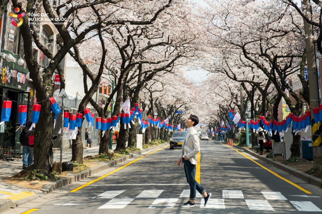 Những địa điểm ngắm hoa mùa Xuân ở Jeju - Ảnh 10.