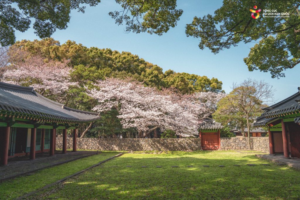 Những địa điểm ngắm hoa mùa Xuân ở Jeju - Ảnh 11.