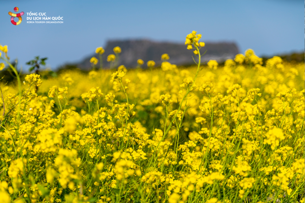 Những địa điểm ngắm hoa mùa Xuân ở Jeju - Ảnh 4.