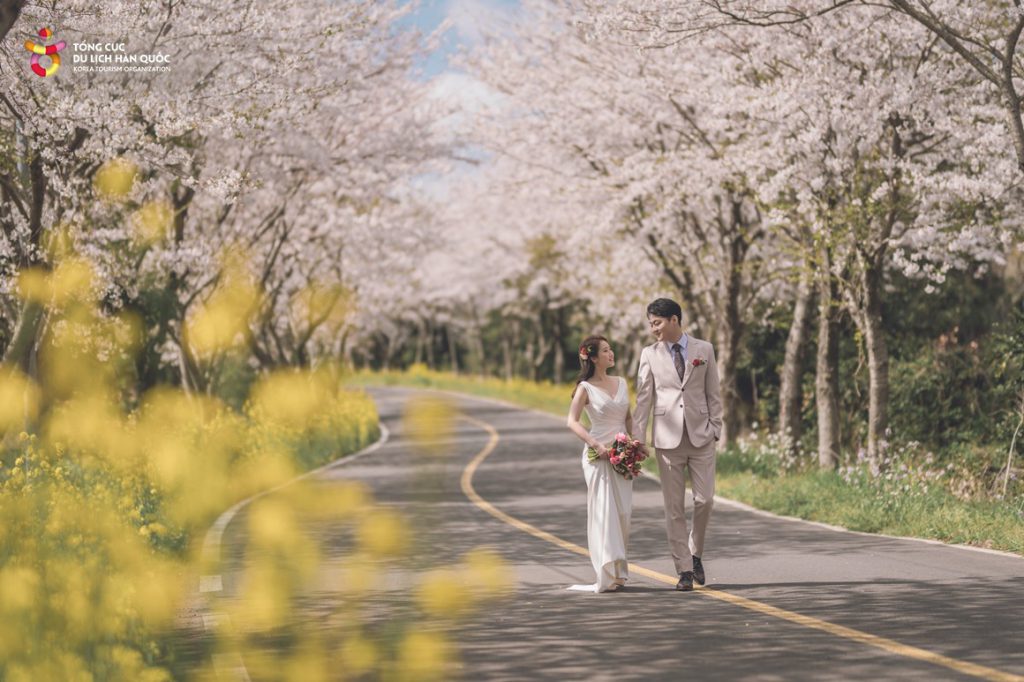 Những địa điểm ngắm hoa mùa Xuân ở Jeju - Ảnh 13.