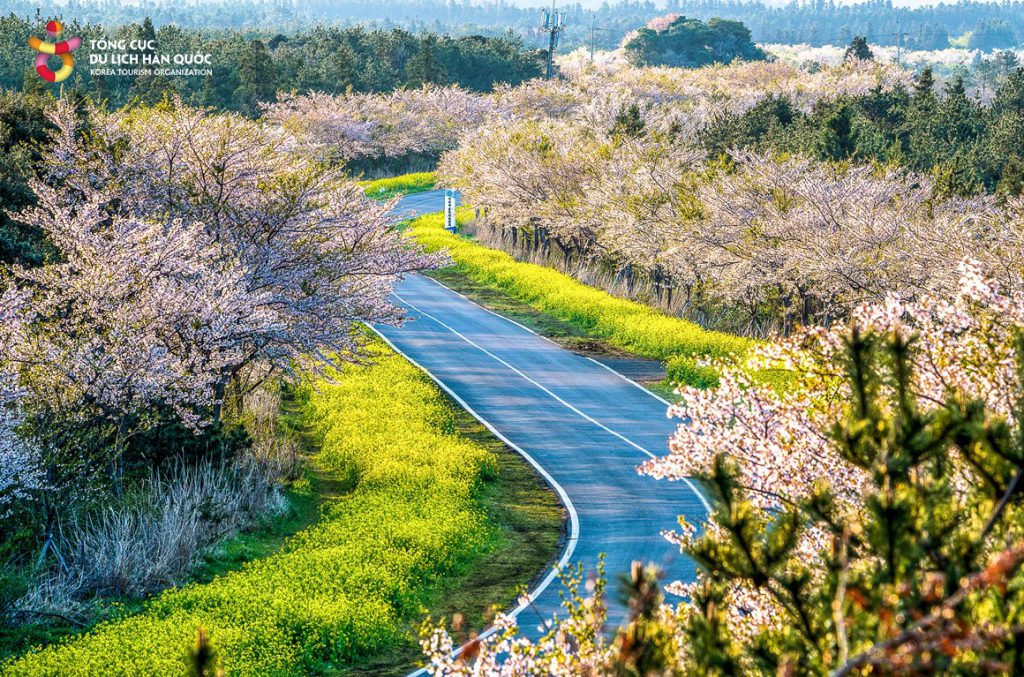 Những địa điểm ngắm hoa mùa Xuân ở Jeju - Ảnh 12.
