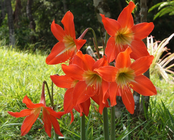 Đẹp nhưng độc: 6 loài hoa phổ biến được trưng nhiều trong nhà hóa ra lại chứa chất kịch độc vô cùng nguy hiểm - Ảnh 3.