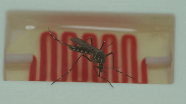 Nhà khoa học này chế tạo &quot;máu ăn liền&quot; cho muỗi, để chúng đỡ phải đi đốt người - Ảnh 15.