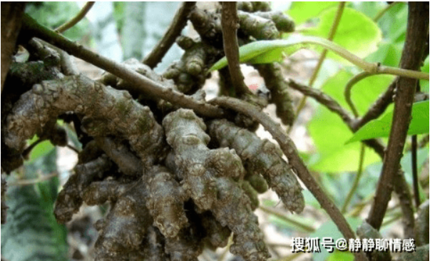 Trồng cây cùng họ loại rau quen thuộc ở Việt Nam, nông dân thu lời nhờ bộ phận này của nó - Ảnh 3.