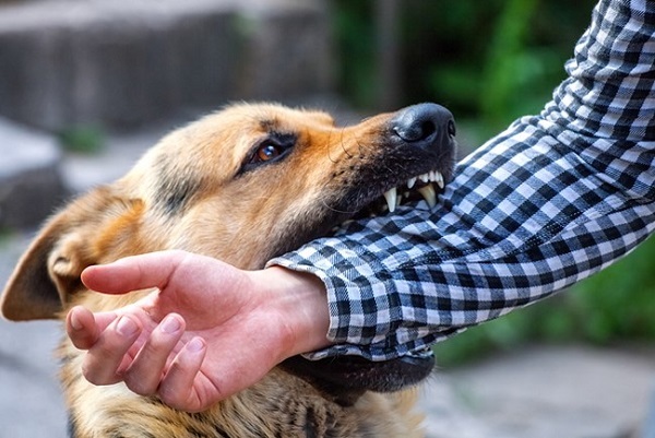 Tình trạng chó thả rông tấn công người gây thương tích: Hiểm họa nguồn bệnh từ những con chó lạ - Ảnh 2.