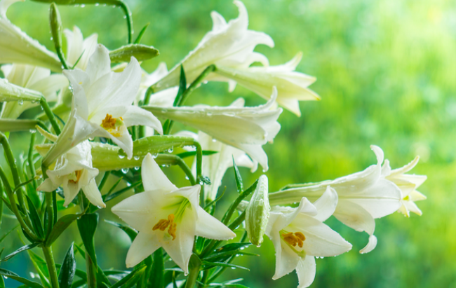 4 loại hoa cực đẹp có độc thường cắm  trong nhà nên cẩn trọng - Ảnh 2.