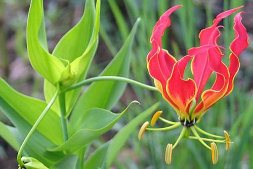4 loại hoa cực đẹp có độc thường cắm  trong nhà nên cẩn trọng - Ảnh 3.