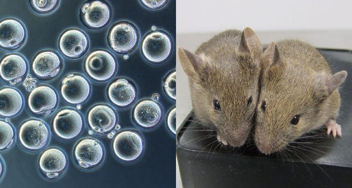 Đột phá: Các nhà khoa học giúp hai chuột đực có con được với nhau, năm 2033 sẽ đến lượt con người? - Ảnh 1.