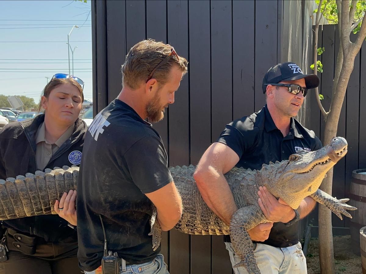 Phát hiện con cá sấu 2,5m nằm giữa nhà dân, cảnh sát lật mở sự thật bị che giấu suốt 20 năm - Ảnh 2.